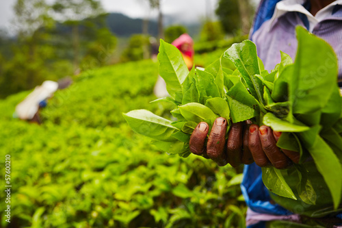 Tea plantation photo