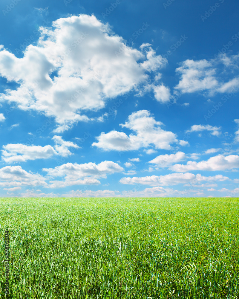 Obraz premium green field