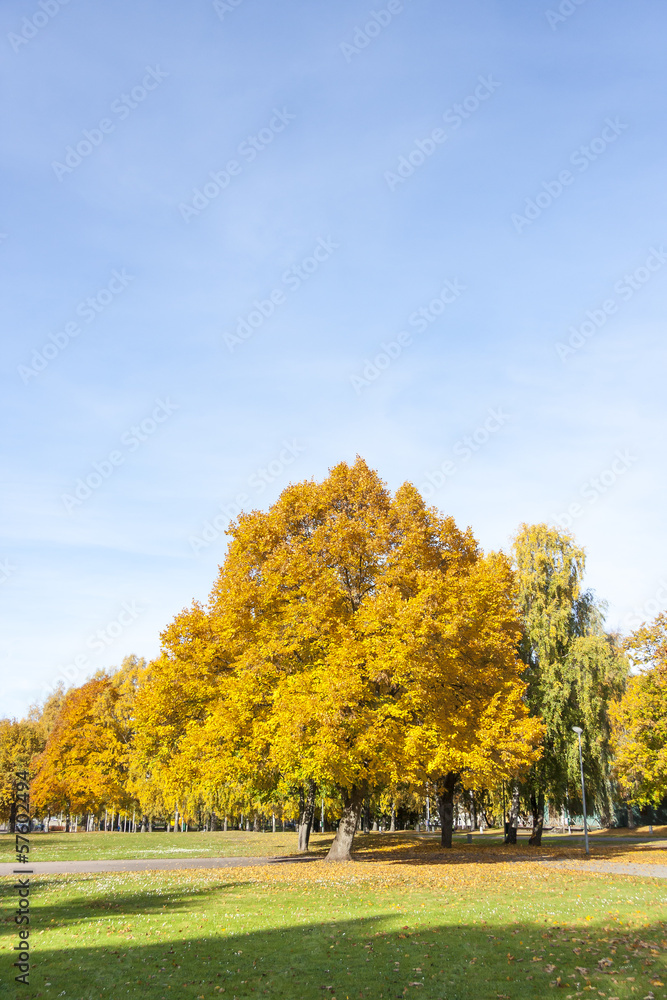 Big colorful trees with yellow leaves in autumn Big colorful trees with yellow leaves in autumn