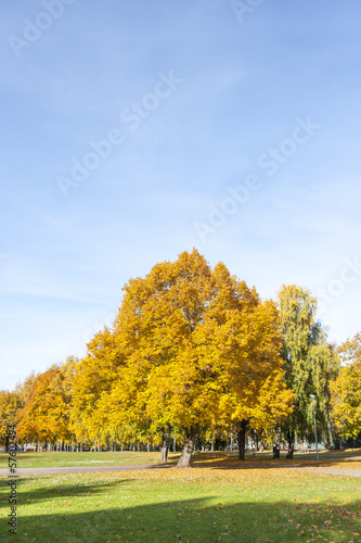 Big colorful trees with yellow leaves in autumn