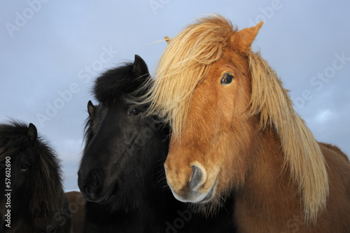 Icelandic horse portrait.