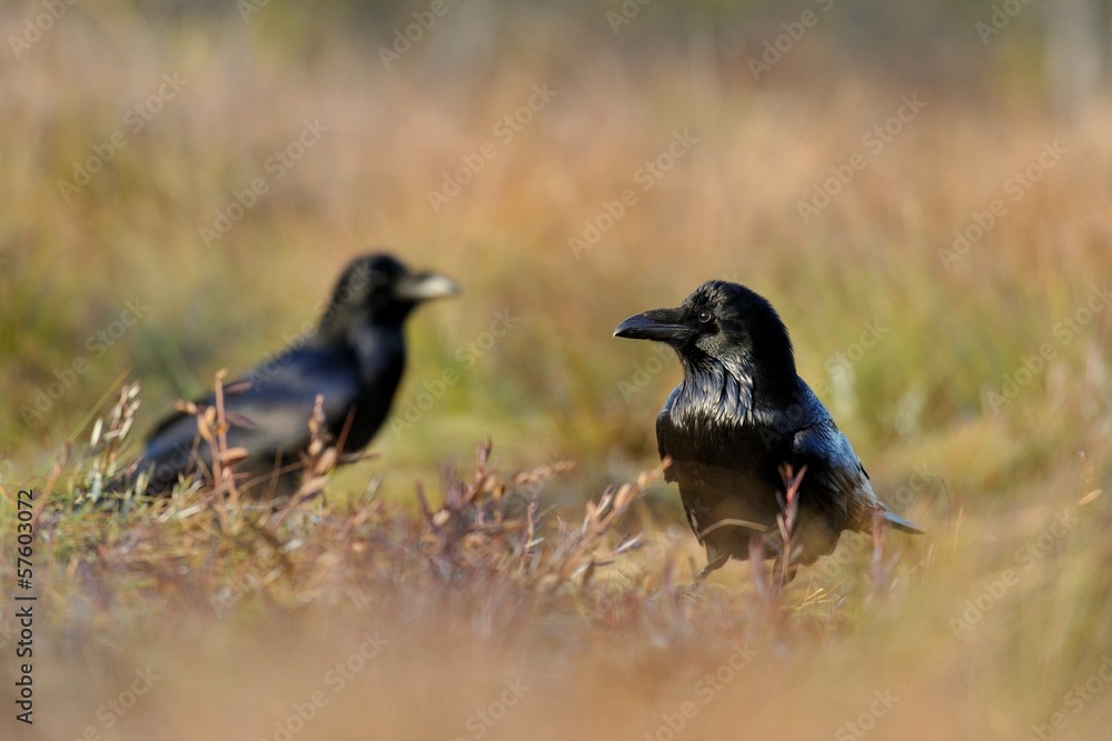 Obraz premium Common Raven at sunlight