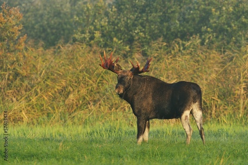 Moose bull with big antlers © Erik Mandre