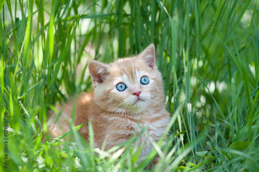 Little cute kitten sitting in the tall grass. Looking at camera.