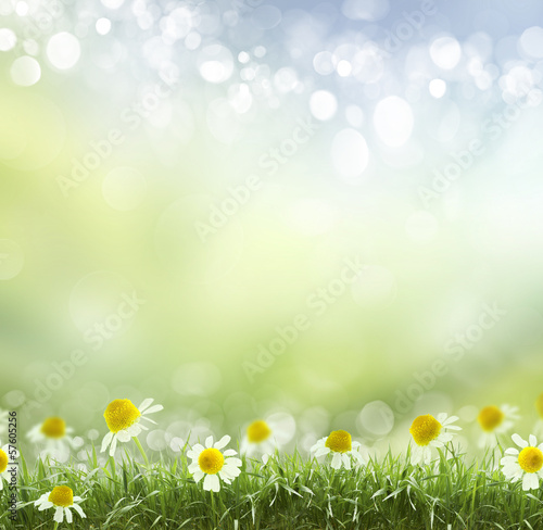 Spring or summer heat abstract .chamomile flower