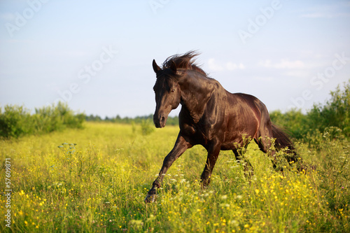Trakehner black stallion in field