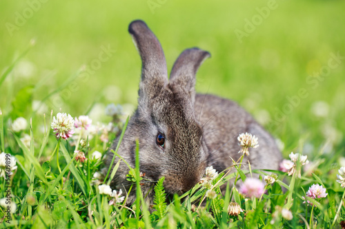 little gray rabbit on meadow