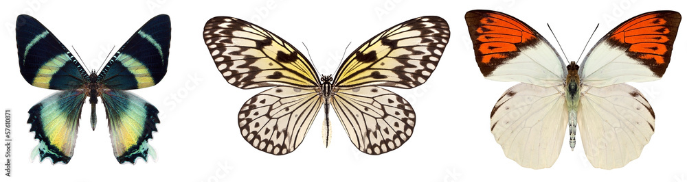 Fototapeta premium Many different beautiful butterflies