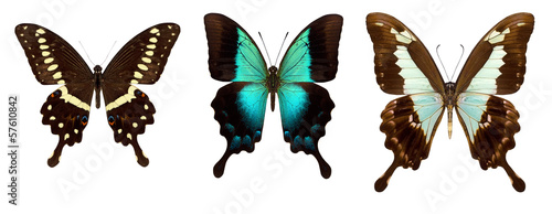 Many different beautiful butterflies © boule1301