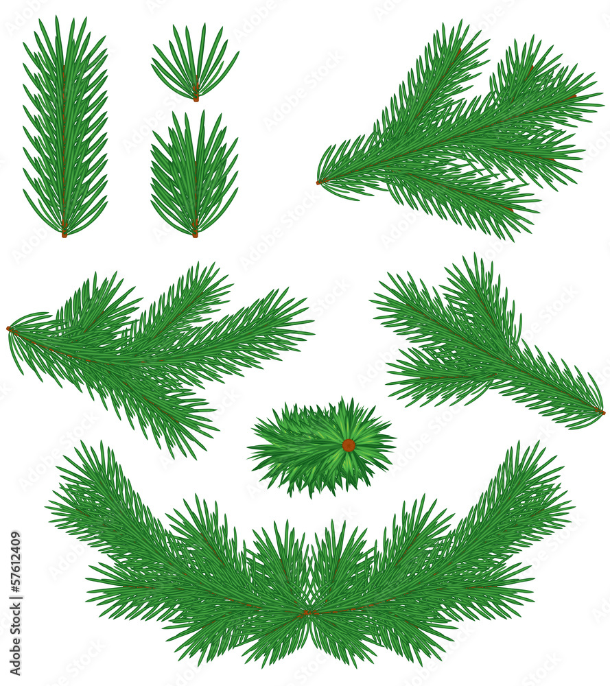 Set fir branches Set fir branches