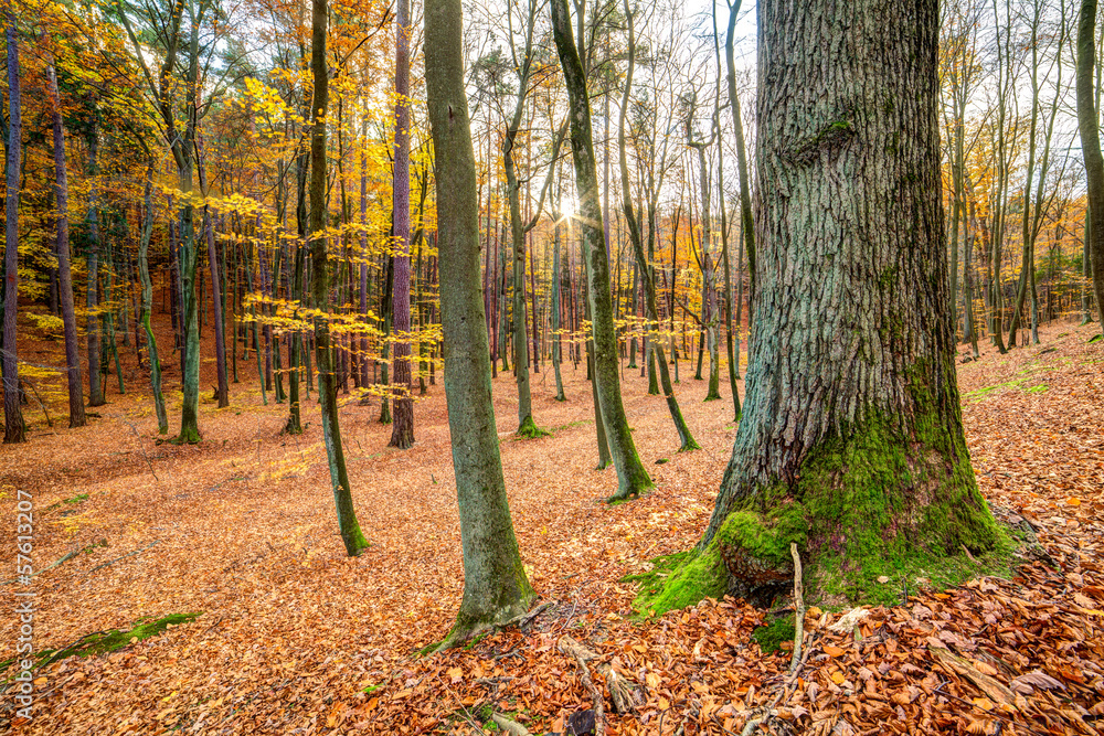 Naklejka premium autmn forest