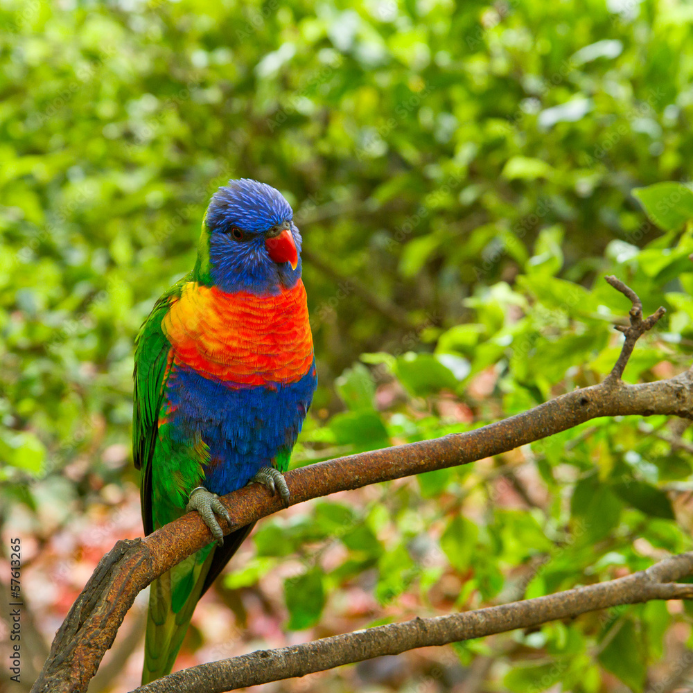 Colourful lori parrot  on the perch