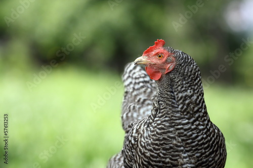 striped hen over green background