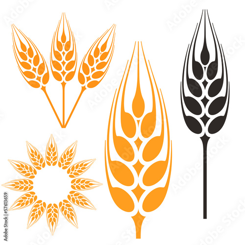 Barley