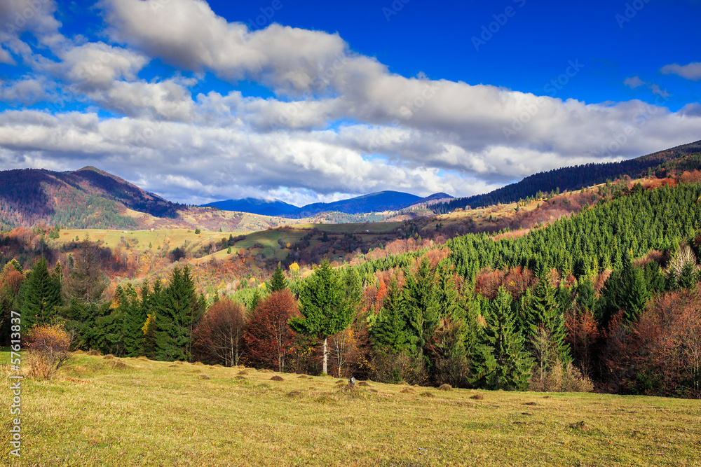 Naklejka premium pine trees near valley in mountains and autumn forest on hillsid