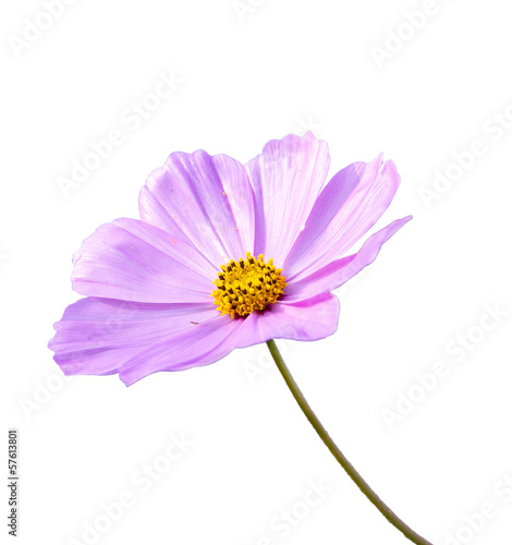 Cosmos flowers on a white background