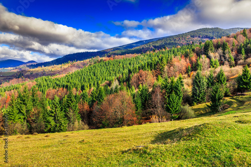 Fototapeta Naklejka Na Ścianę i Meble -  pine trees near valley in mountains and autumn forest on hillsid