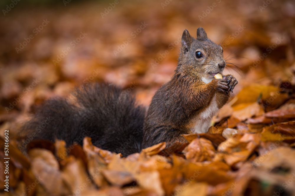 squirrel eats a nut squirrel eats a nut