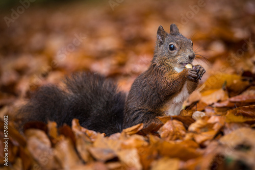 squirrel eats a nut