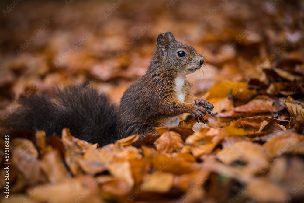 squirrel eats a nut squirrel eats a nut