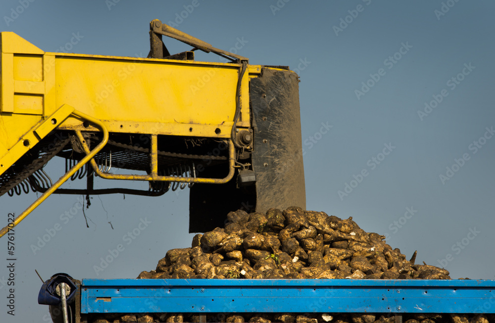 agricultural mechanization dumping sugar beet in trailer