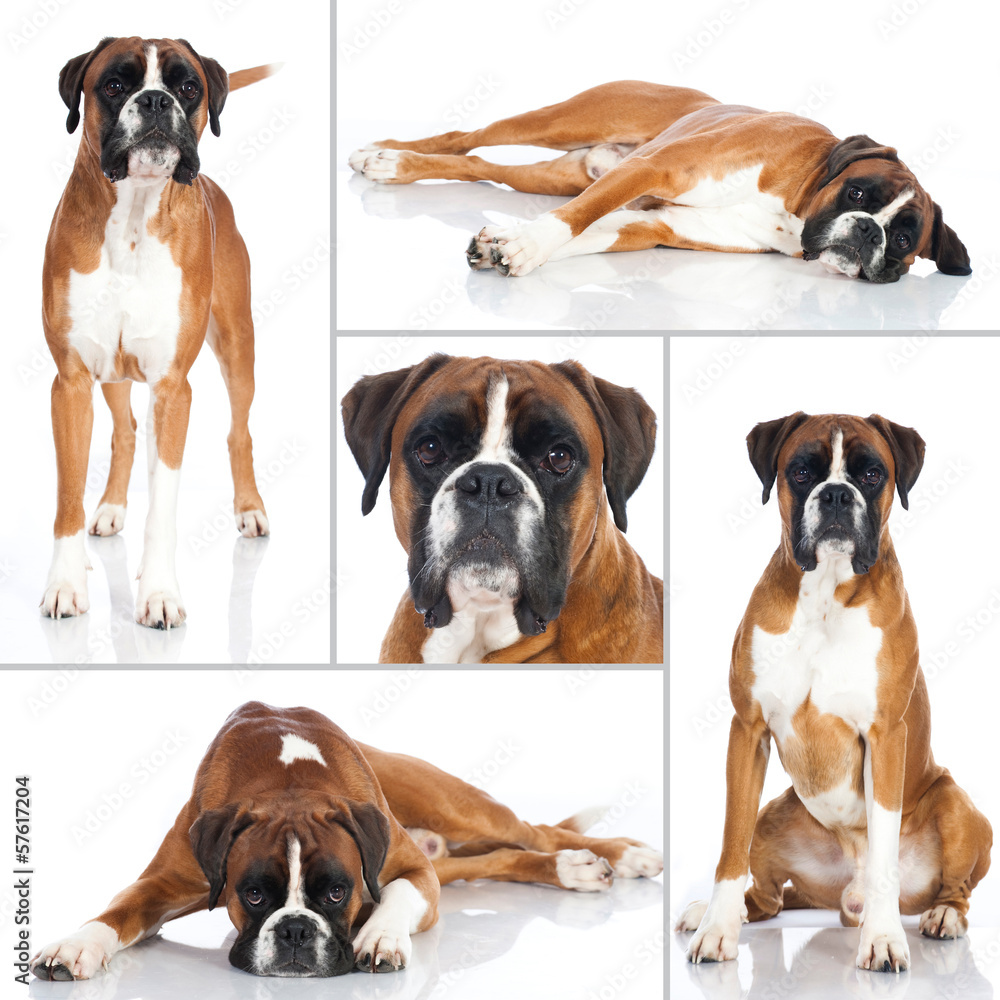 Boxer - Collage