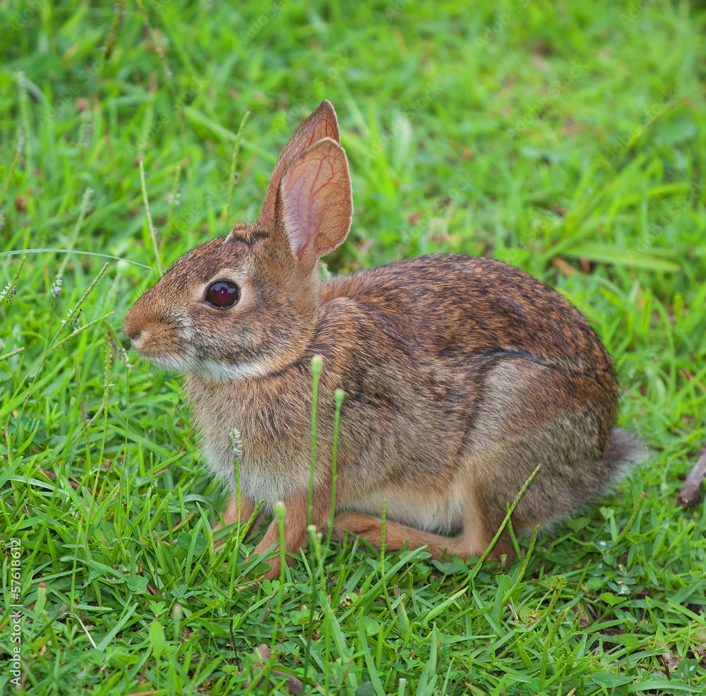 Fototapeta premium Ready to run