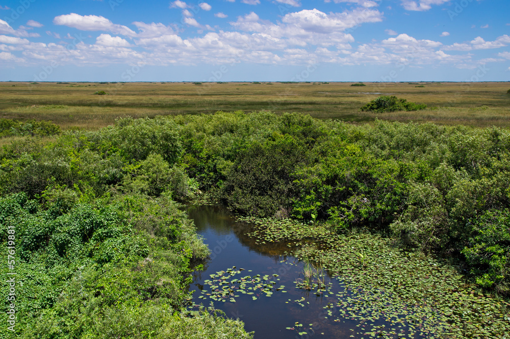 Florida Everglades View