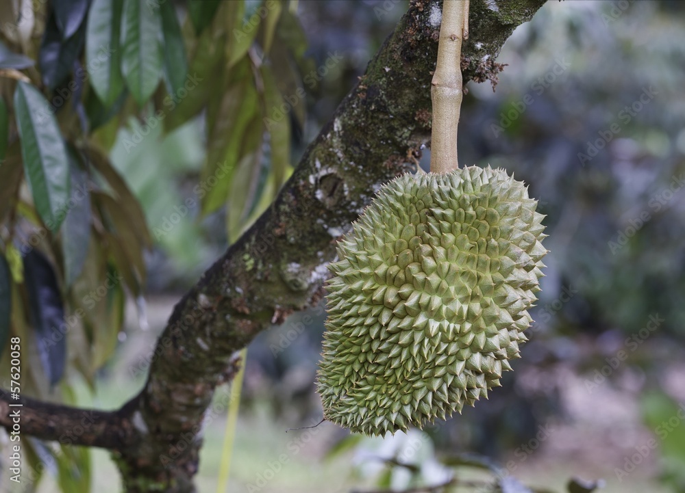 Durian, king of fruit. Durian, king of fruit.