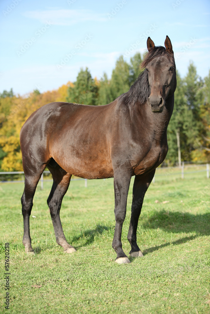 Nice brown warmblood with black mane Nice brown warmblood with black mane
