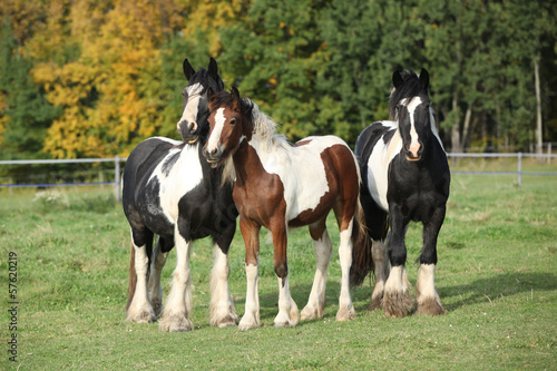 Fototapeta Naklejka Na Ścianę i Meble -  Beautiful irish cobs on autumn pasturage
