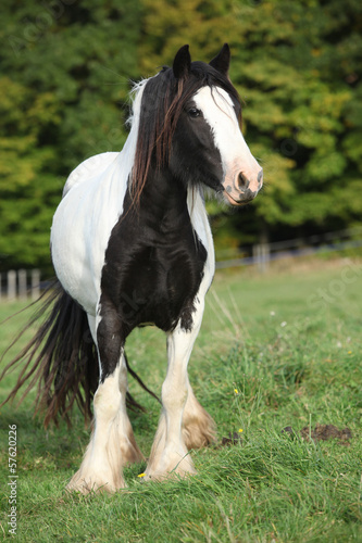 Fototapeta Naklejka Na Ścianę i Meble -  Gorgeous irish cob standing on pasture