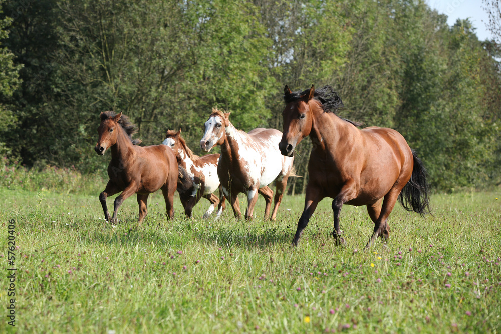 Group of horses running in freedom Group of horses running in freedom