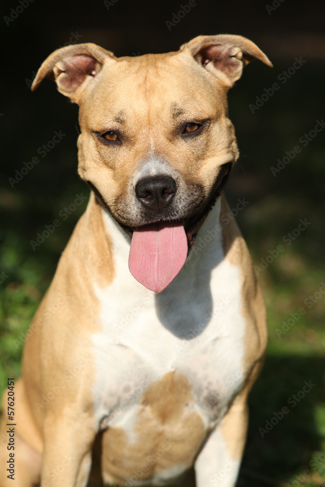 Beautiful American Staffordshire Terrier Beautiful American Staffordshire Terrier
