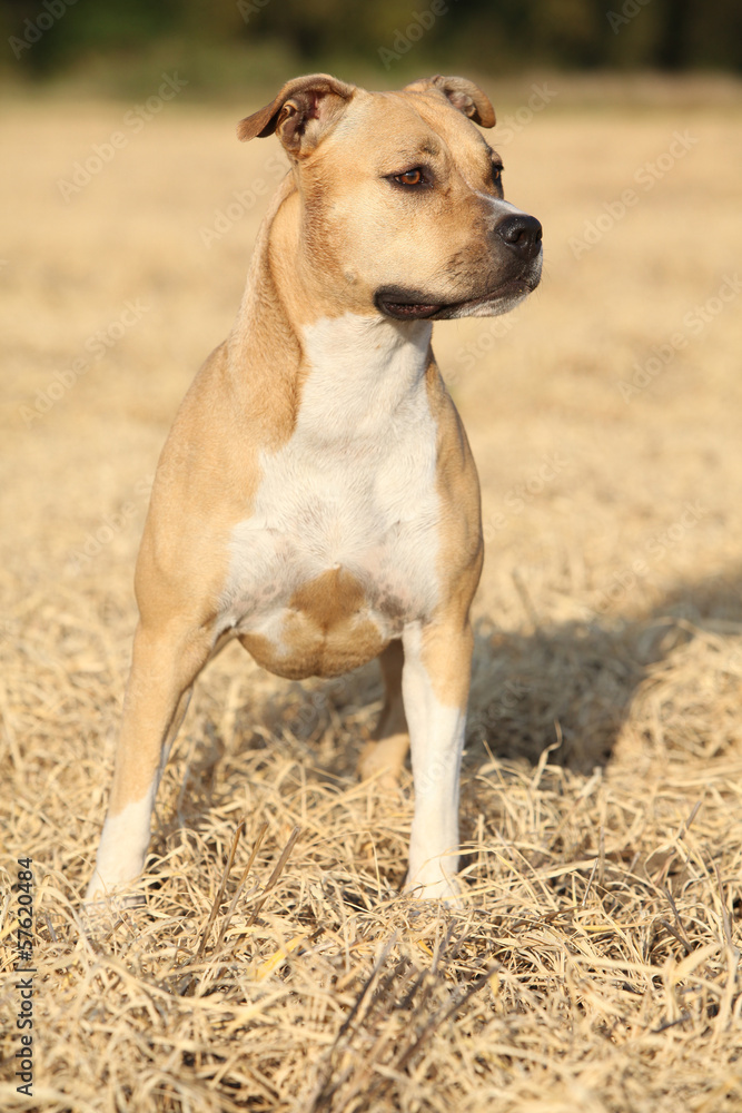 Beautiful American Staffordshire Terrier