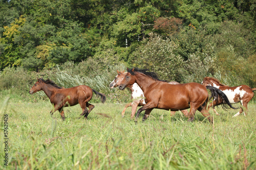 Group of horses running in freedom