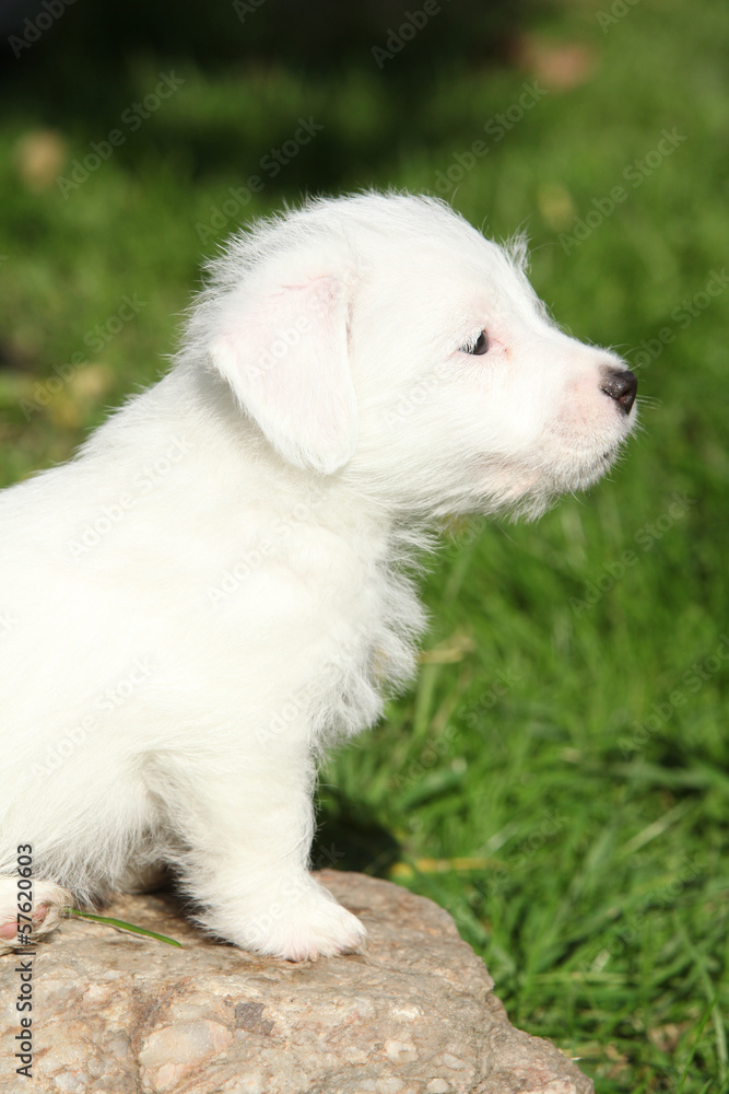 Gorgeous jack russell terrier puppy on some stone Gorgeous jack russell terrier puppy on some stone