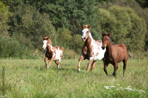 Group of horses running in freedom