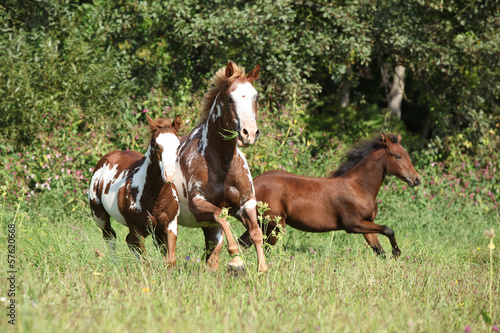 Group of horses running in freedom © Zuzana Tillerova