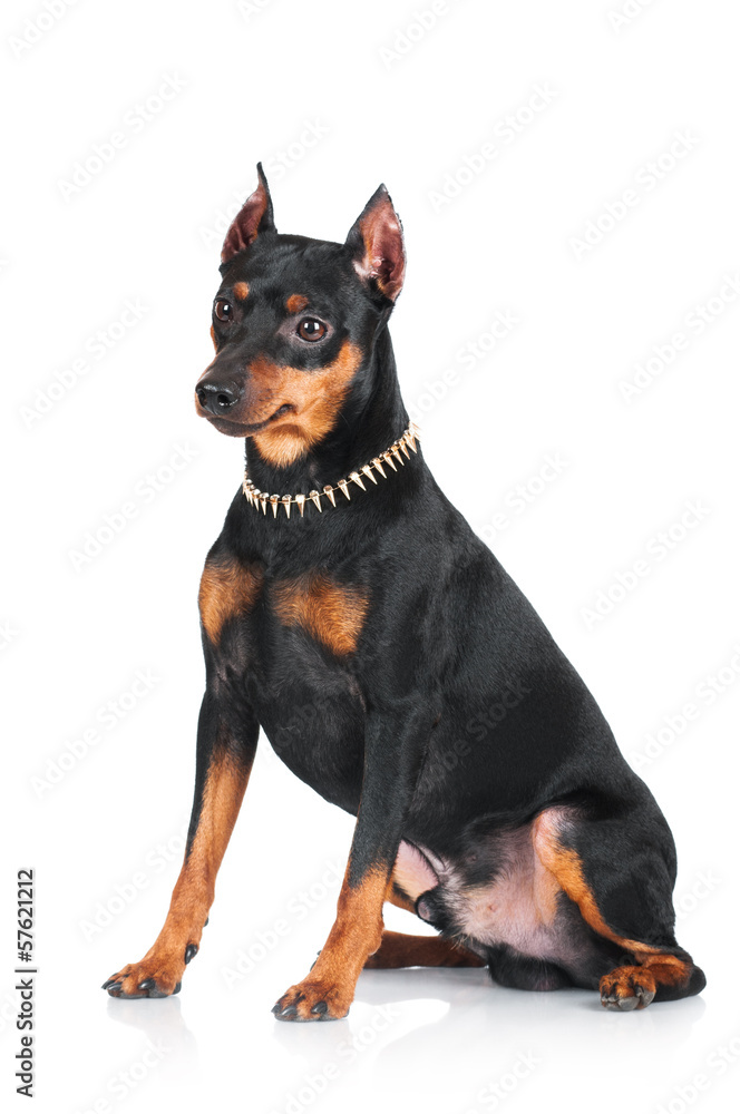 black pincher dog