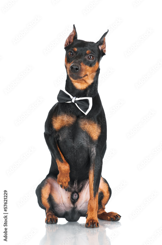 adorable pincher dog in a bow tie