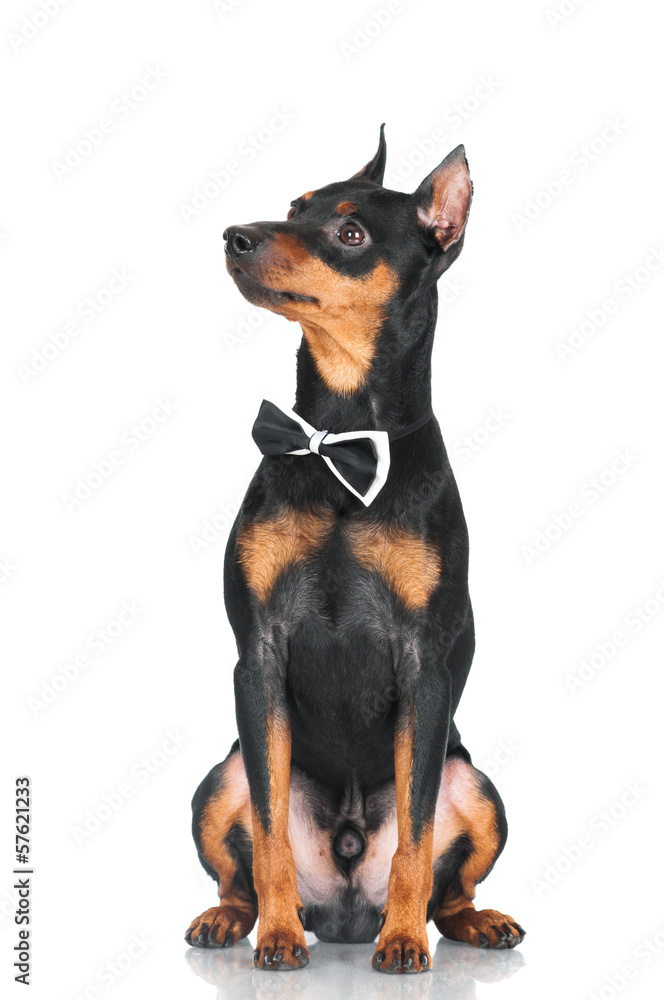 pincher dog in a bow tie