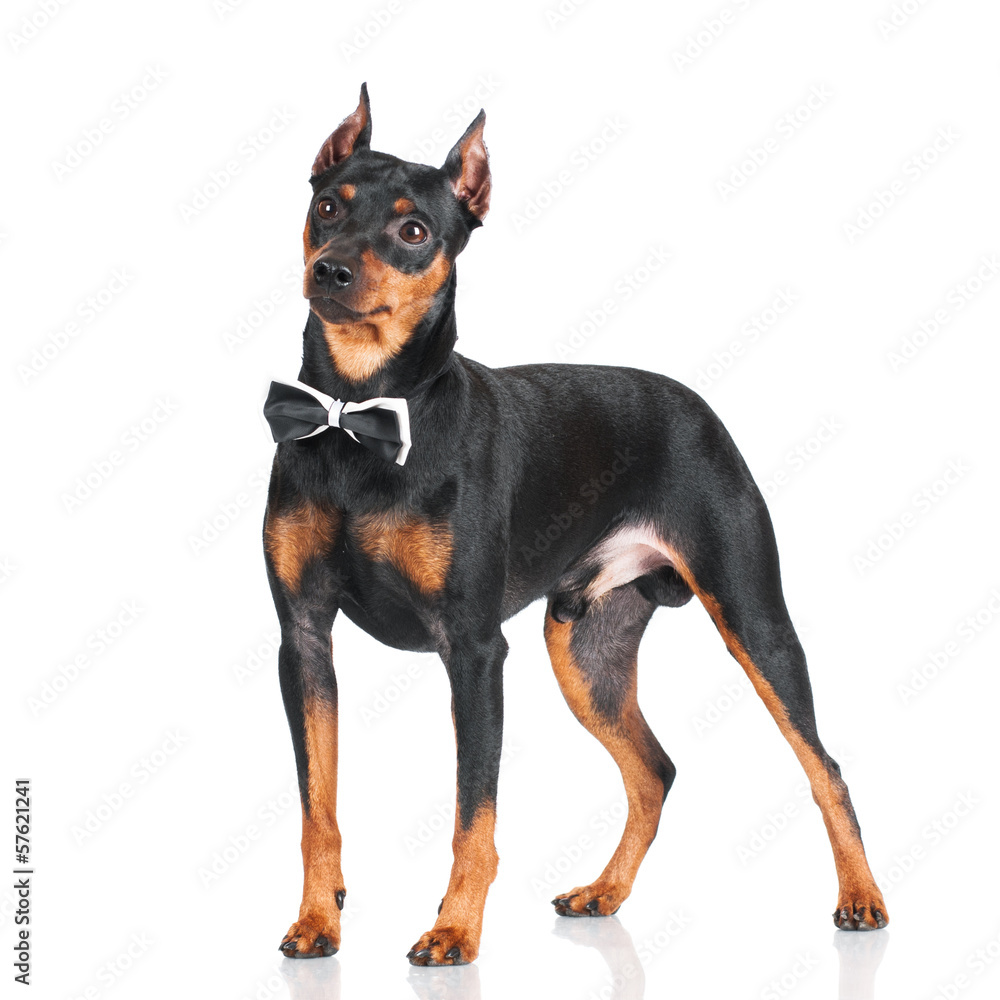 pincher dog standing pincher dog standing