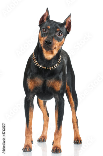 black pincher dog standing portrait