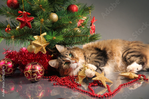 christmas kitty
