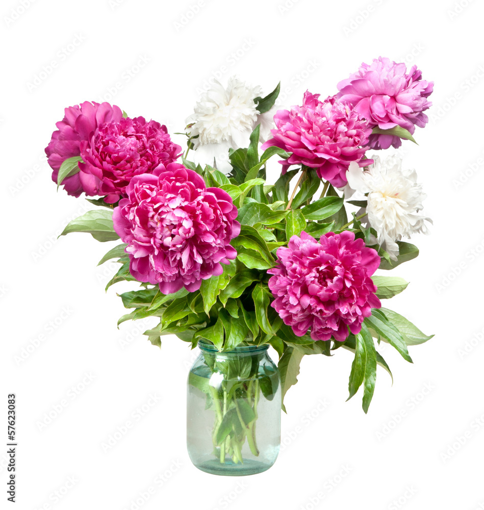 peonies peonies
