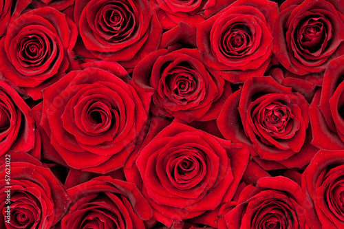 red roses