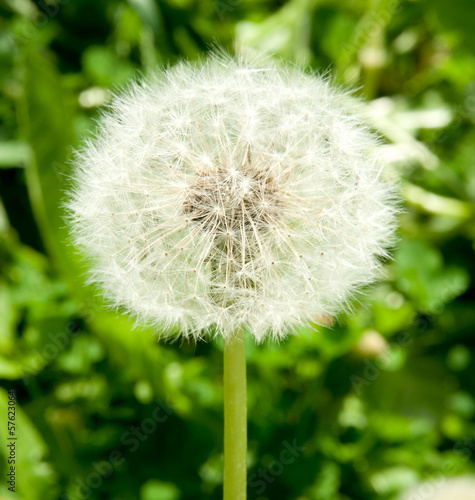 white dandelion