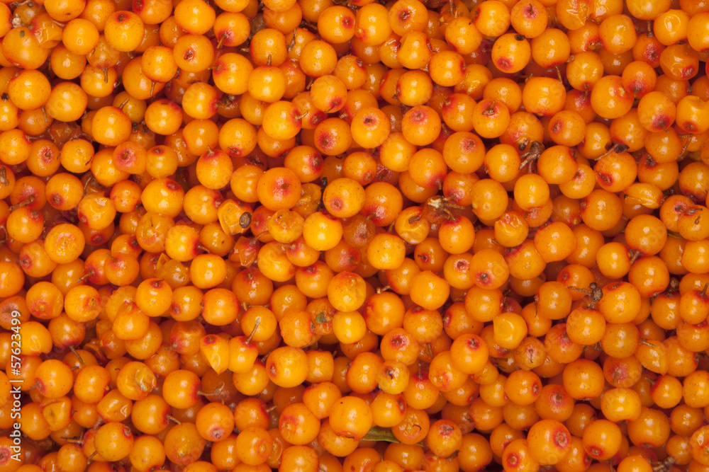 sea-buckthorn sea-buckthorn
