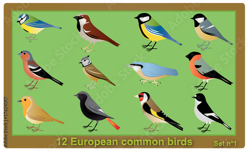 European common birds illustration